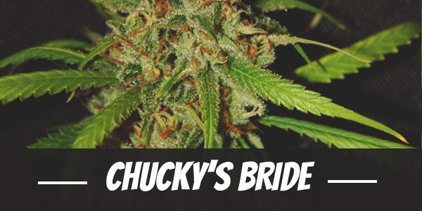 Chucky’s Bride