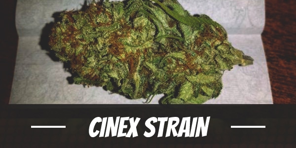 Cinex Strain