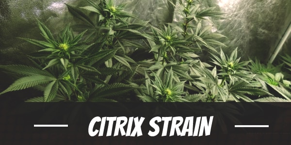 Citrix Strain