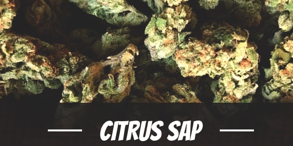 Citrus Sap