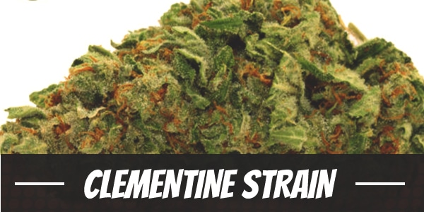 Clementine Strain