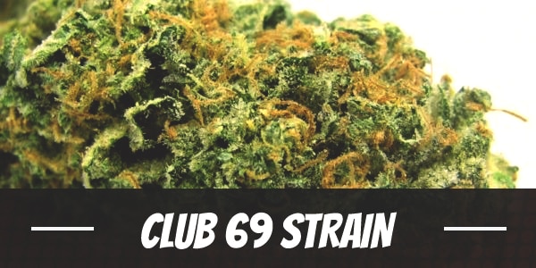 Club 69 Strain