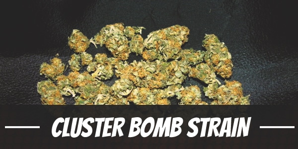 Cluster Bomb Strain