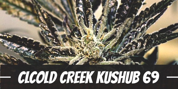 Cold Creek Kush