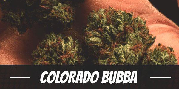 Colorado Bubba