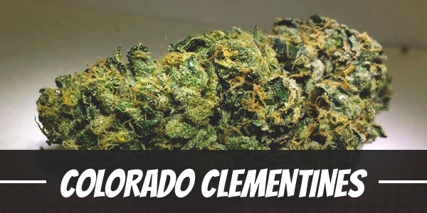 Colorado Clementines Strain