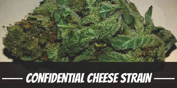 Confidential Cheese Strain