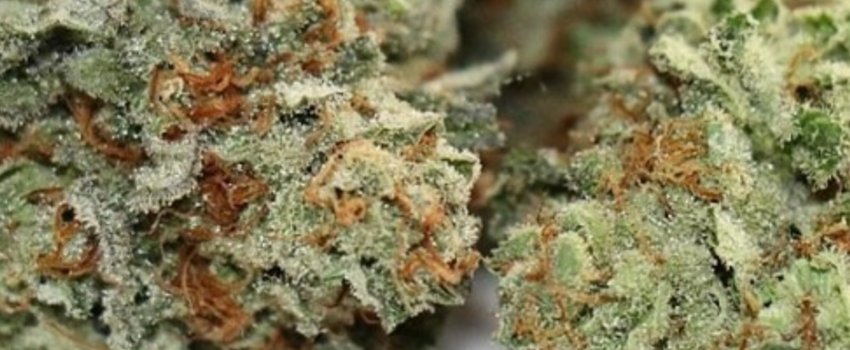 Confidential_Cheese_Medical