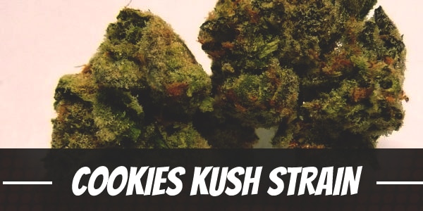 Cookies Kush Strain