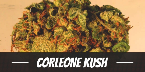 Corleone Kush