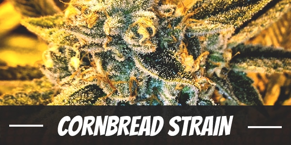 Cornbread Strain