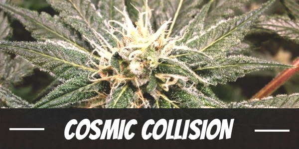 Cosmic Collision