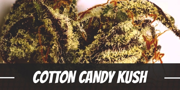 Cotton Candy Kush