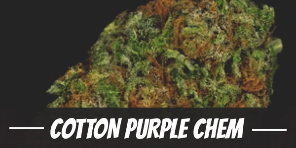 Cotton Purple Chem