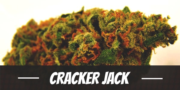 Cracker Jack