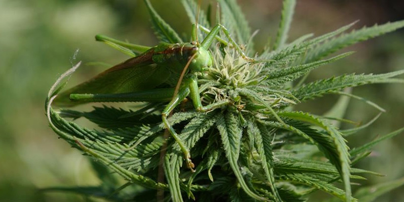 Crickets and grasshopper on cannabis plants