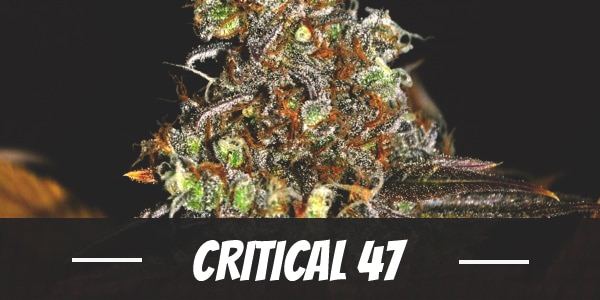 Critical 47