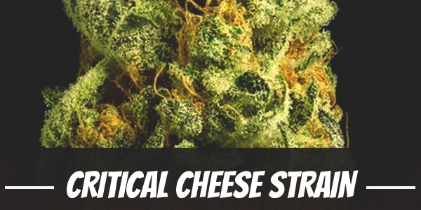 Critical Cheese Strain