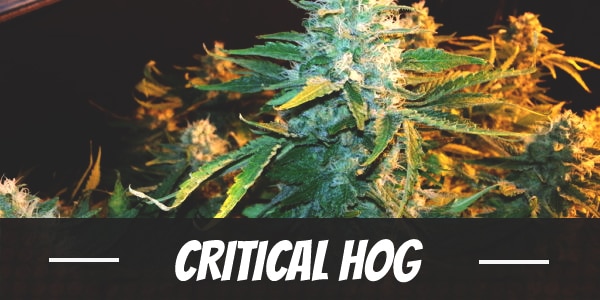 Critical Hog