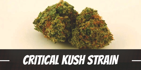 Critical Kush Strain