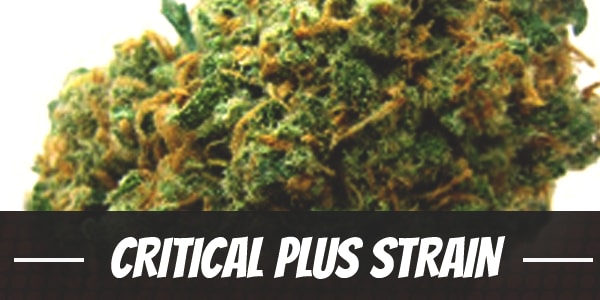 Critical Plus Strain