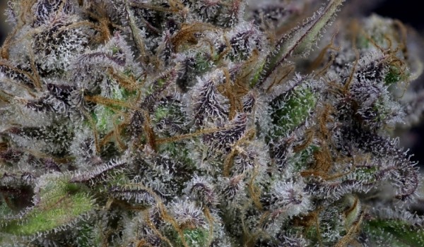 Critical Purple Kush Strain Effects