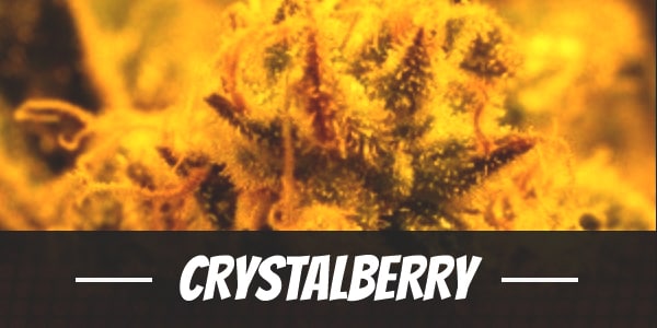 Crystalberry marijuana strain