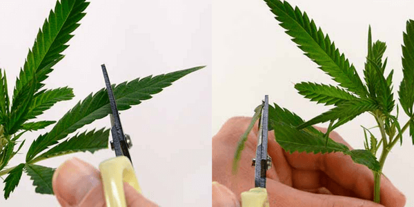 Cut leaves to avoid evaporation for marijuana cloning