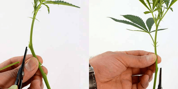 Cut off side branches to promote growth for marijuana cloning