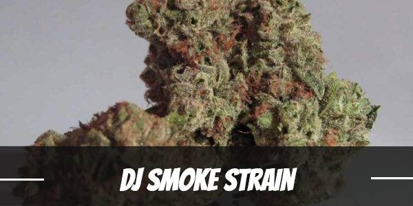 DJ Smoke Strain