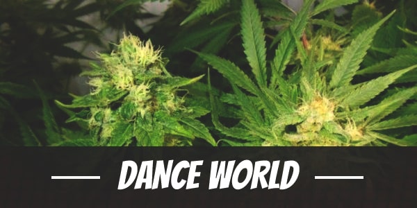 dance world cannabis strain