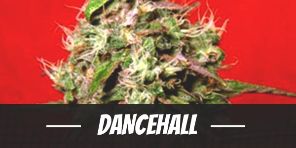 dancehall marijuana strain