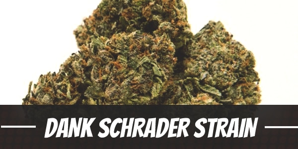 Dank Schrader Strain