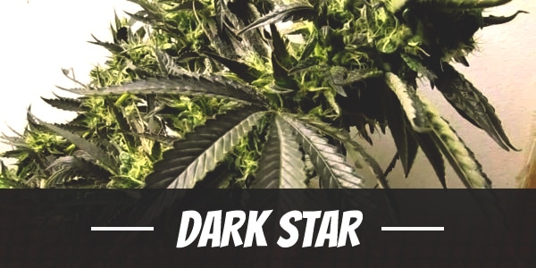 Dark Star