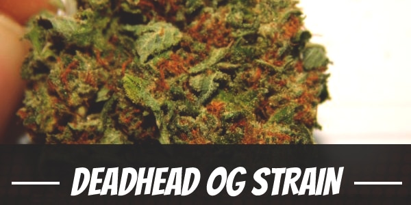 Deadhead OG Strain