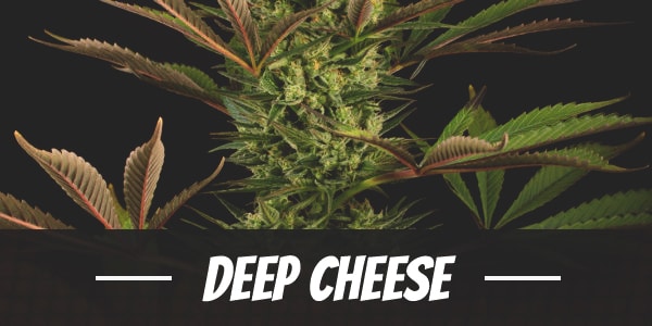 Deep Cheese