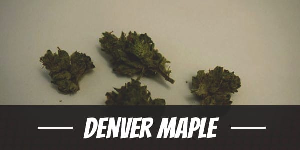 Denver Maple