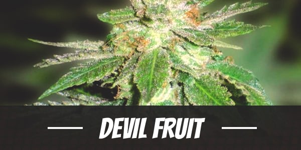 Devil Fruit