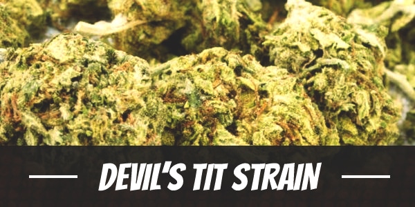 Devil’s Tit Strain