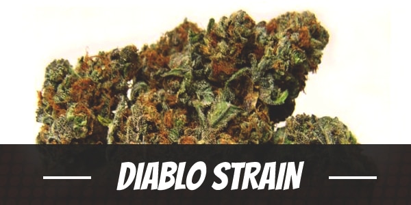 Diablo Strain