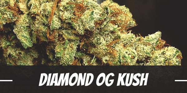 Diamond OG Kush