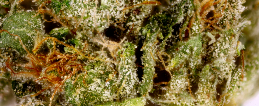 Diamond_OG_Kush_Adverse_Reaction