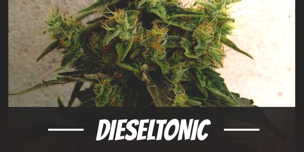 Dieseltonic