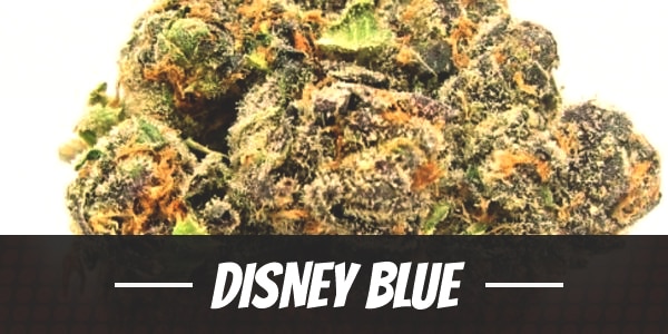 Disney Blue