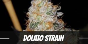 Dolato marijuana strain