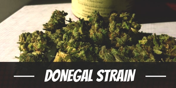 Donegal Strain