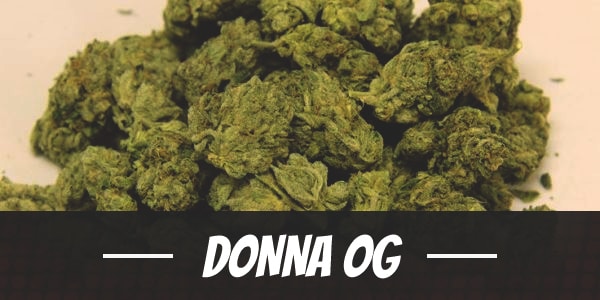 Donna OG