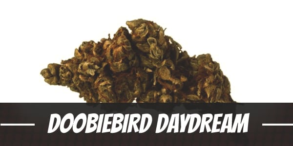 Doobiebird Daydream