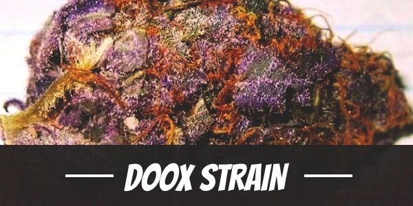 Doox Strain