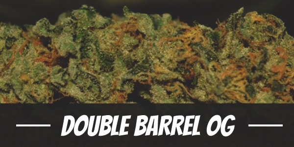 Double Barrel OG